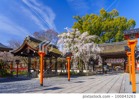 Kyoto, Hirano Shrine in spring, Sakizakura in full bloom Kyoto, Hirano Shrine in spring, Sakizakura in full bloom 100843263