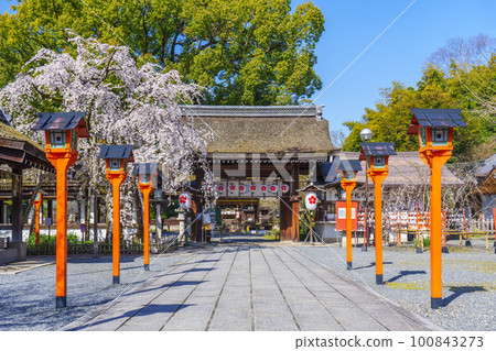 Kyoto, Hirano Shrine in spring, Sakizakura in full bloom Kyoto, Hirano Shrine in spring, Sakizakura in full bloom 100843273