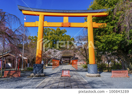 Kyoto, Hirano Shrine in spring, Sakizakura in full bloom Kyoto, Hirano Shrine in spring, Sakizakura in full bloom 100843289