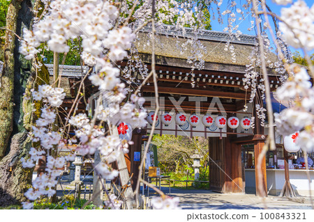 京都，春天的平野神社，盛開的咲櫻 100843321