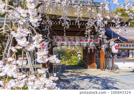 Kyoto, Hirano Shrine in spring, Sakizakura in full bloom Kyoto, Hirano Shrine in spring, Sakizakura in full bloom 100843324