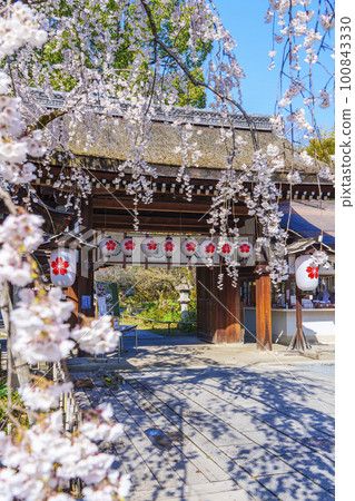 Kyoto, Hirano Shrine in spring, Sakizakura in full bloom Kyoto, Hirano Shrine in spring, Sakizakura in full bloom 100843330