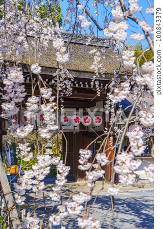 Kyoto, Hirano Shrine in spring, Sakizakura in full bloom Kyoto, Hirano Shrine in spring, Sakizakura in full bloom 100843379
