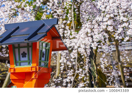 Kyoto, Hirano Shrine in spring, Sakizakura in full bloom 100843389