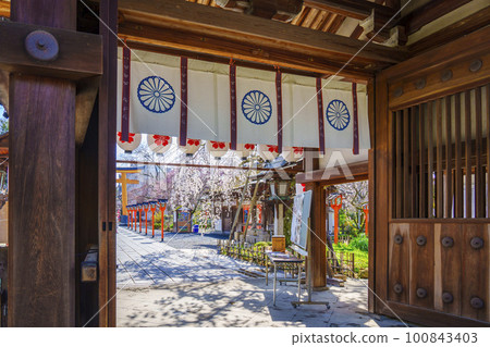 京都，春天的平野神社，盛開的咲櫻 100843403