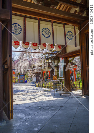 Kyoto, Hirano Shrine in spring, Sakizakura in full bloom Kyoto, Hirano Shrine in spring, Sakizakura in full bloom 100843411