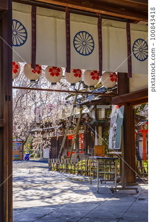 Kyoto, Hirano Shrine in spring, Sakizakura in full bloom Kyoto, Hirano Shrine in spring, Sakizakura in full bloom 100843418