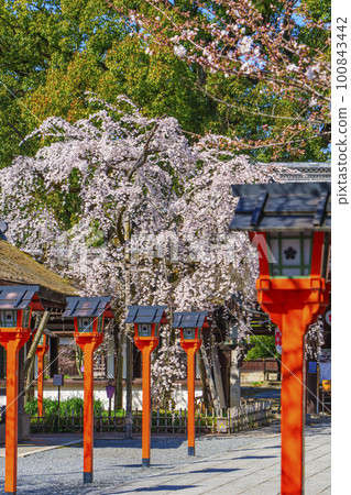 Kyoto, Hirano Shrine in spring, Sakizakura in full bloom Kyoto, Hirano Shrine in spring, Sakizakura in full bloom 100843442