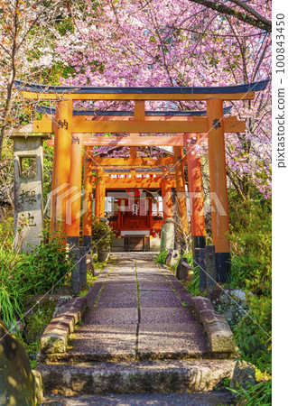Hirano Shrine's career guidance Inari shrine and cherry blossoms in full bloom Hirano Shrine's career guidance Inari shrine and cherry blossoms in full bloom 100843450