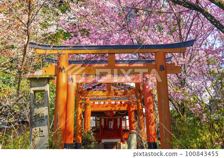 Hirano Shrine's career guidance Inari shrine and cherry blossoms in full bloom 100843455