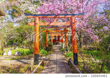 平野神社的就業指導稻荷神社和盛開的櫻花 100843461