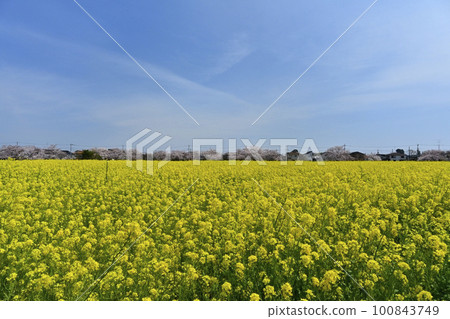 元荒川沿岸的油菜花田和藍天櫻花樹 元荒川沿岸的油菜花田和藍天櫻花樹 100843749
