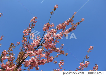 八重櫻（重瓣櫻花）/春天盛開的櫻花 100844259