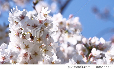 Sakura that shines in the blue sky Sakura that shines in the blue sky 100844658