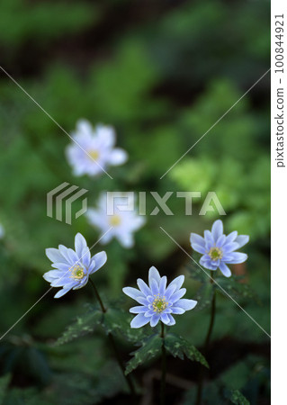 早春Yukiwariichige 100844921