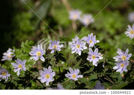 早春Yukiwariichige 早春Yukiwariichige 100844922