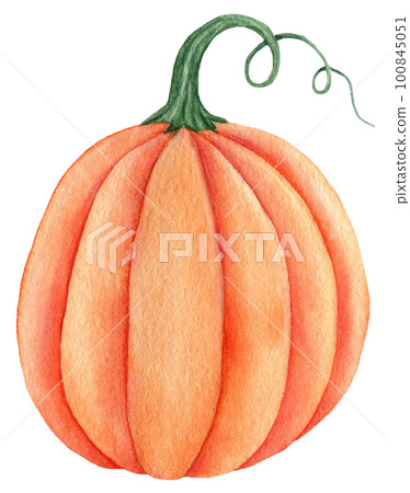 Watercolor orange pumpkins. Harvest vegetable autumn illustration Watercolor orange pumpkins. Harvest vegetable autumn illustration 100845051