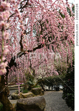 Weeping red plum 100845194