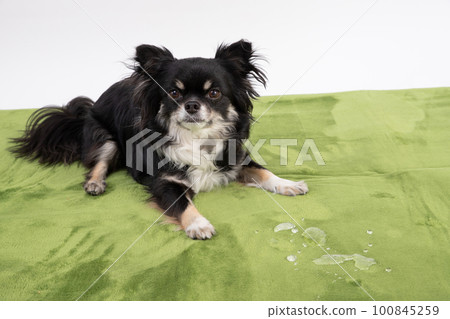 How my Chihuahua toileted on the carpet 100845259