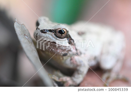 A white tree frog that adapts to its environment 100845339