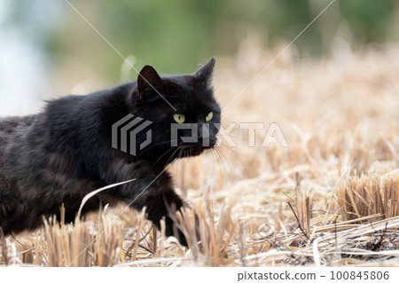 看黑貓 看黑貓 100845806