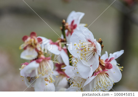 Co-starring plum blossoms of Urara Sendai in spring 100845851