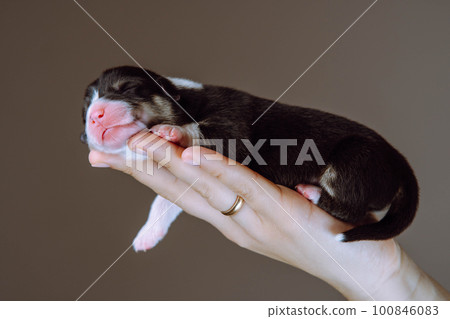 Side view of pretty two-month-old puppy of dog pembroke welsh corgi sleeping relaxing on hand of woman dangling paw. 100846083