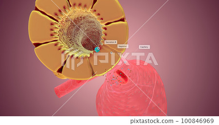 Secretion occurs along the nephron to remove unnecessary substances from the bloodstream and the body. 100846969