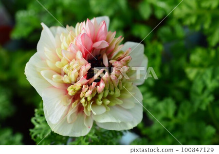 Double-flowered anemone "Ririka" Double-flowered anemone "Ririka" 100847129