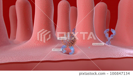 SARS-CoV-2 is taken into the cell via endocytosis. SARS-CoV-2 is taken into the cell via endocytosis. 100847134