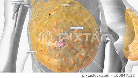 The female breast anatomy includes internal milk ducts and glands and external nipples. The female breast anatomy includes internal milk ducts and glands and external nipples. 100847138