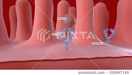 SARS-CoV-2 is taken into the cell via endocytosis. SARS-CoV-2 is taken into the cell via endocytosis. 100847140