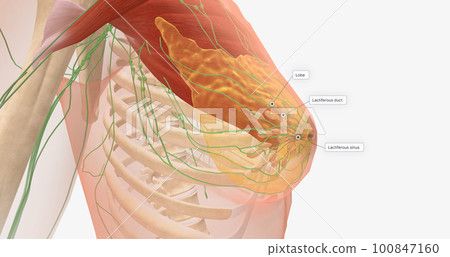 The breasts are mounds of fat and glandular tissue in the front of the chest. The breasts are mounds of fat and glandular tissue in the front of the chest. 100847160