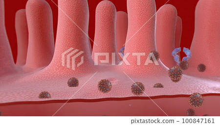 Once inside the cell, the virus is released from the outer membrane from the cell surface. Once inside the cell, the virus is released from the outer membrane from the cell surface. 100847161