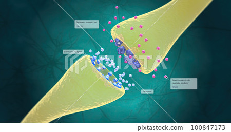 SSRIs increase the production of serotonin in the brain and also block the reuptake of serotonin into the neuron. 100847173
