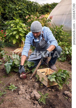 Middle-aged European man with a beard in a hat in a greenhouse collects Bulgarian pepper, growing herbs and vegetables in his garden, planting plants in his garden. Middle-aged European man with a beard in a hat in a greenhouse collects Bulgarian pepper, growing herbs and vegetables in his garden, planting plants in his garden. 100847190