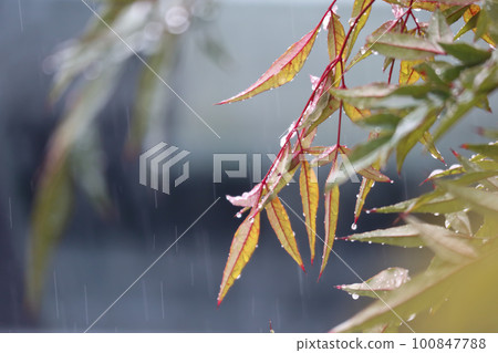 南方的天空在雨中濕透了 南方的天空在雨中濕透了 100847788