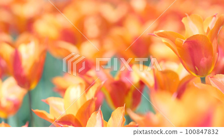 Orange tulip field Orange tulip field 100847832