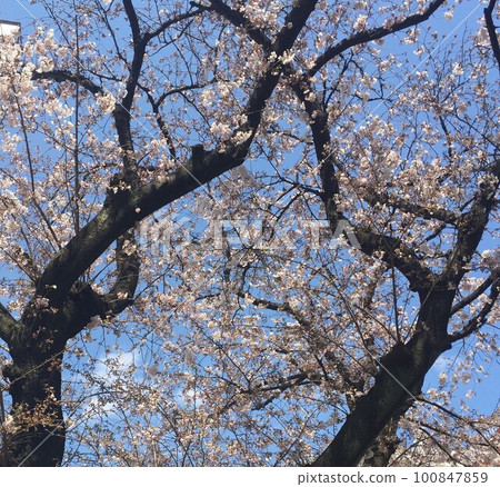 Blue sky and cherry blossoms in full bloom 100847859
