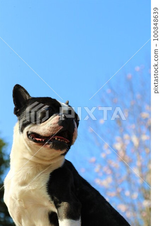 Mighty the Boston Terrier and flowers in Tsurugashima Sports Park under the blue sky 100848639