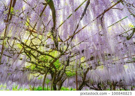 [初夏材料]紫藤花[長野縣] 100848823