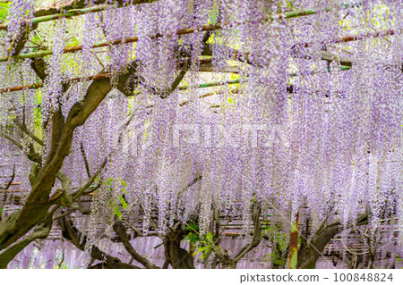 [初夏材料]紫藤花[長野縣] 100848824