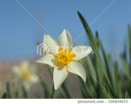 Spring sky and white daffodils (daffodils in the flower bed in the morning sun) Spring sky and white daffodils (daffodils in the flower bed in the morning sun) 100849035