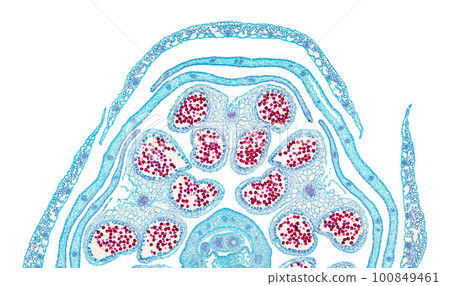 Rapeseed flower bud halve, cross section, 20X light micrograph. Brassica napus subsp. napus,  also known as oilseed rape, a flowering plant, under the light microscope. Isolated on white background. 100849461