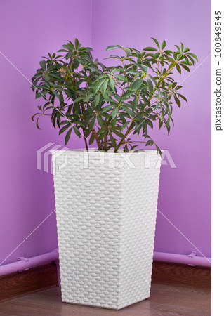 Sheffler plant beautiful at home in a tall white pot 100849545