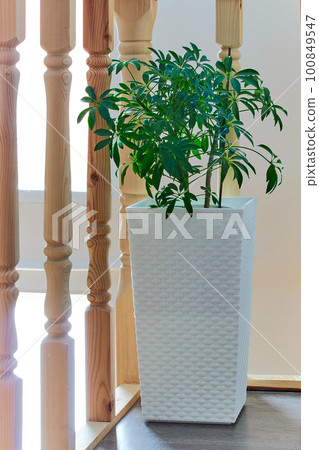Sheffler plant beautiful at home in a tall white pot Sheffler plant beautiful at home in a tall white pot 100849547