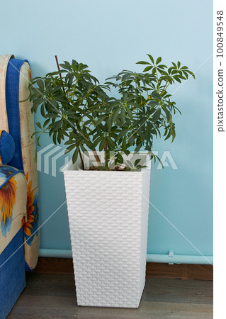 Sheffler plant beautiful at home in a tall white pot Sheffler plant beautiful at home in a tall white pot 100849548