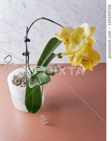 Beautiful yellow orchid and pots, pots for transplanting orchids. Tropics houses concept Beautiful yellow orchid and pots, pots for transplanting orchids. Tropics houses concept 100849588