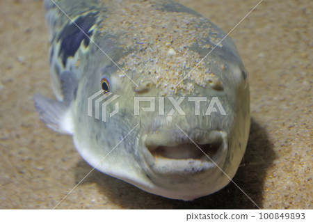 Puffer fish Puffer fish 100849893