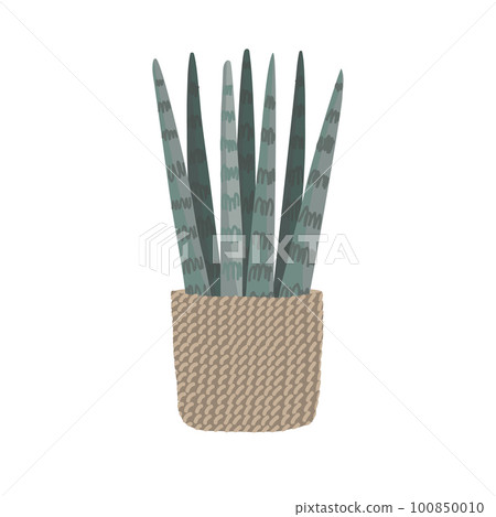 Sansevieria cylindrica, Cylindrical snake plant, Spear Sansevieria, Common Spear Plant isolated on white background, vector illustration. 100850010